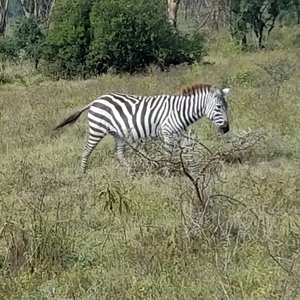 African Safari